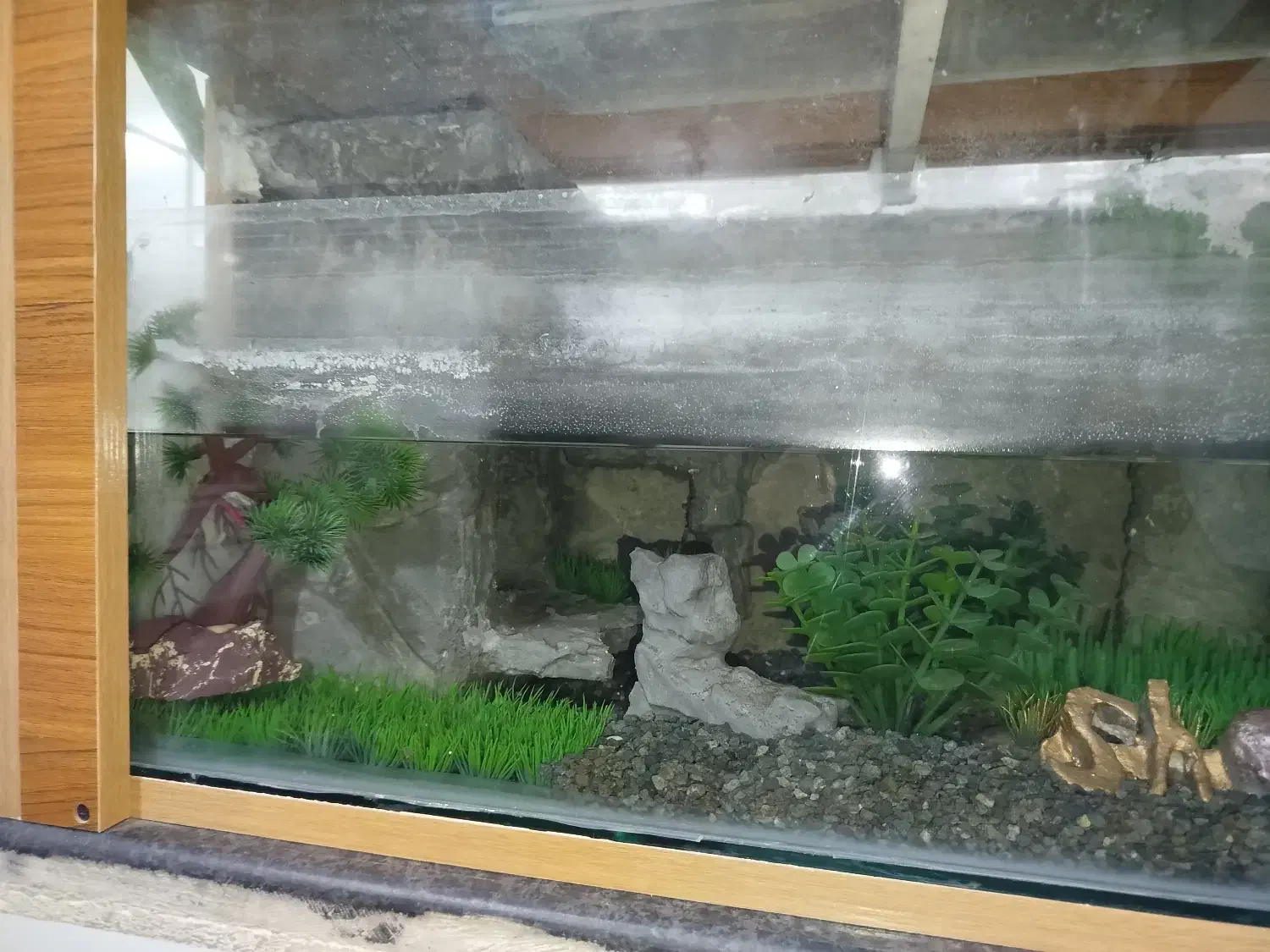 آکواریوم|لوازم جانبی حیوانات|بوکان, |دیوار