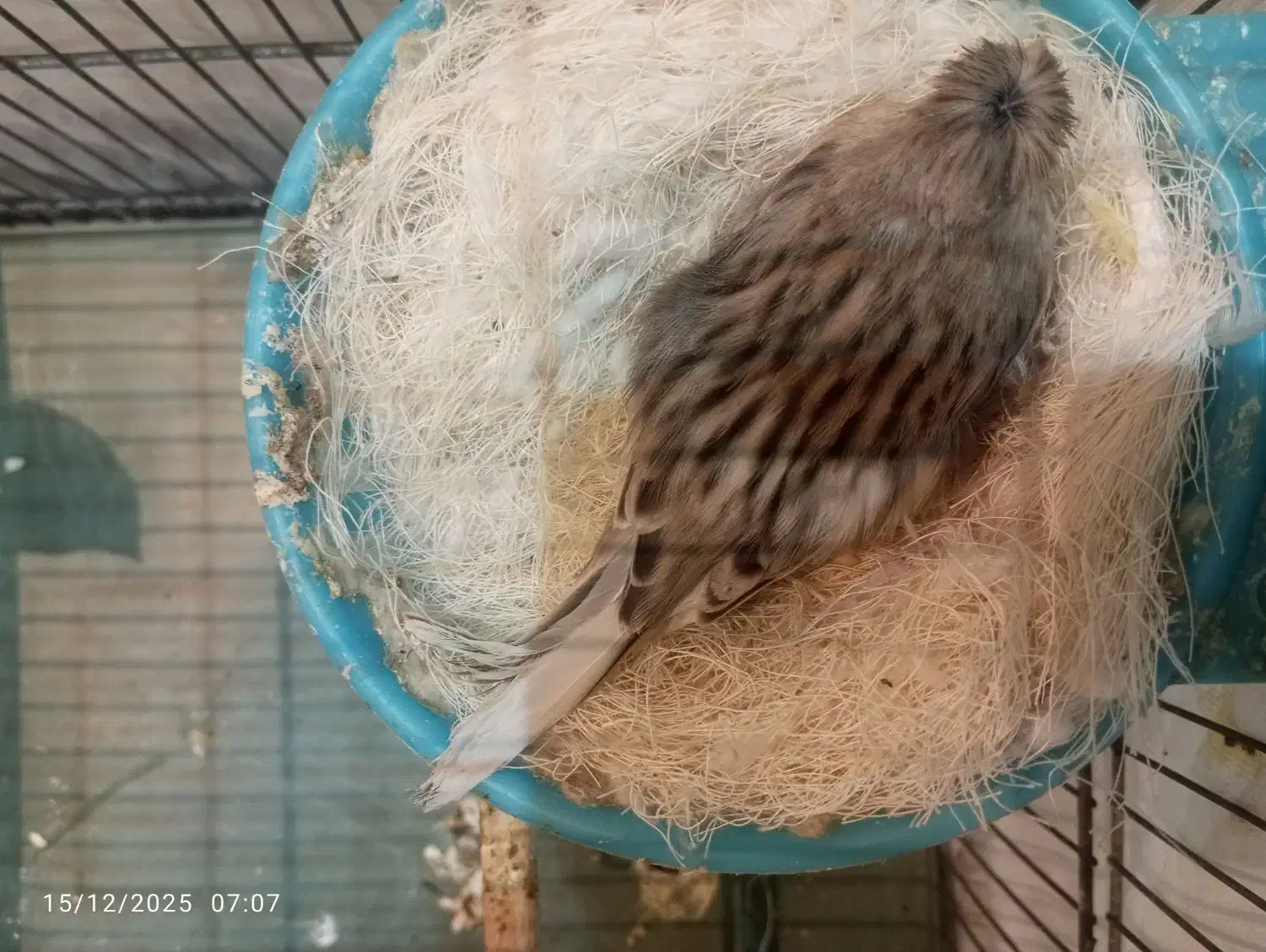 یه جفت قناری نر با تخم|پرنده|قرچک, شهرک طلائیه|دیوار