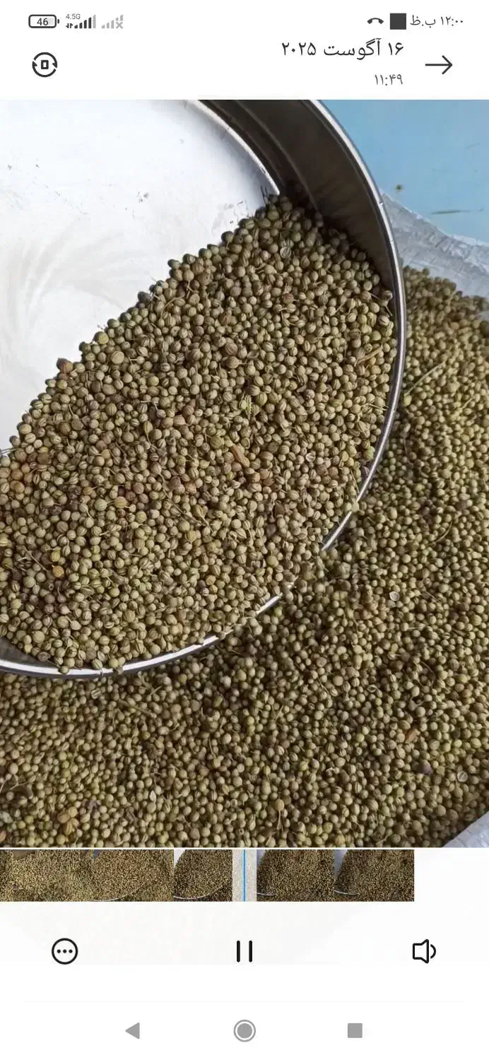 گشنیز بذری|عمده‌فروشی|نهاوند, |دیوار