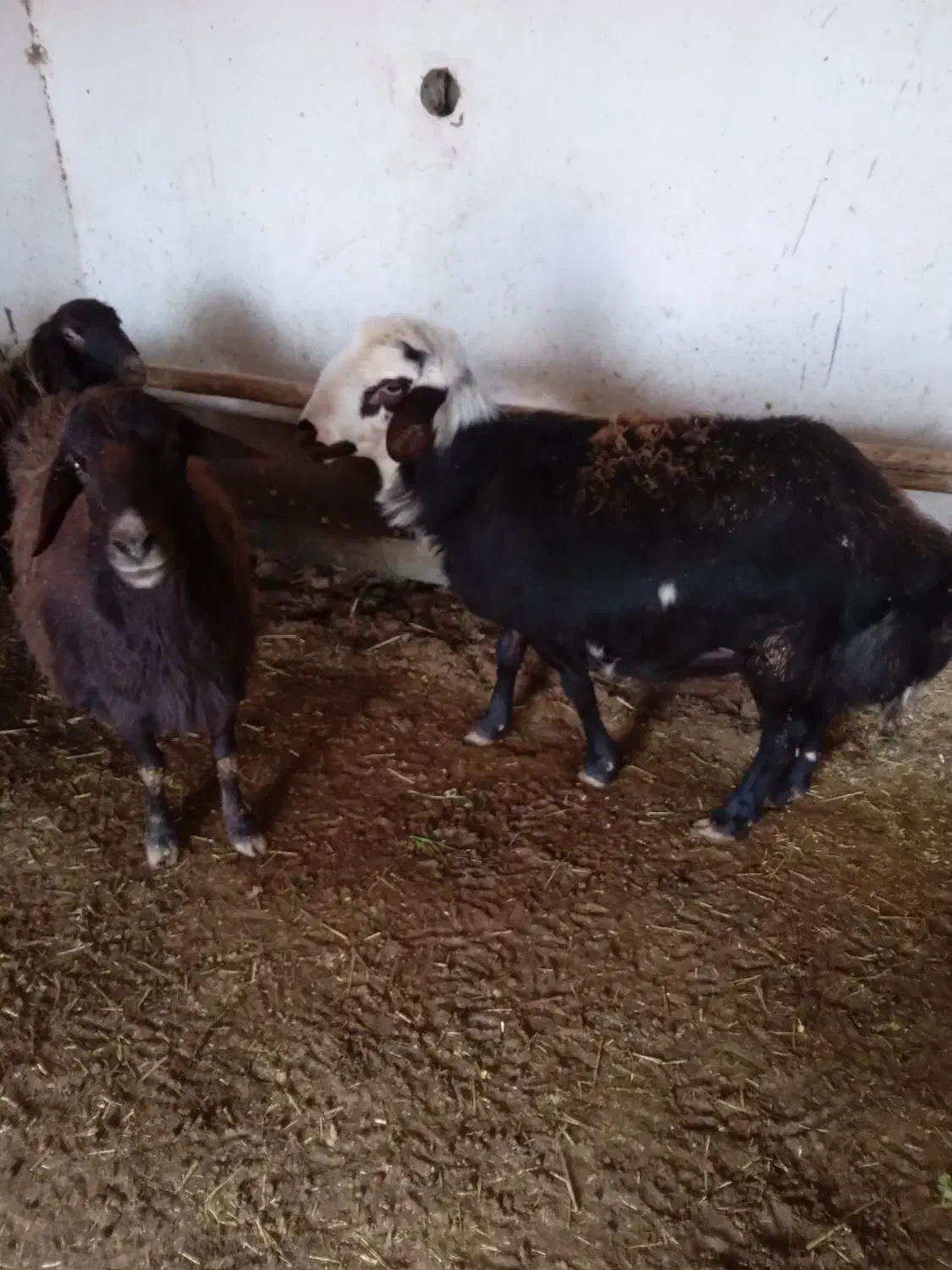 بره قوچ،|حیوانات مزرعه|نیشابور, بنیاد شهید|دیوار