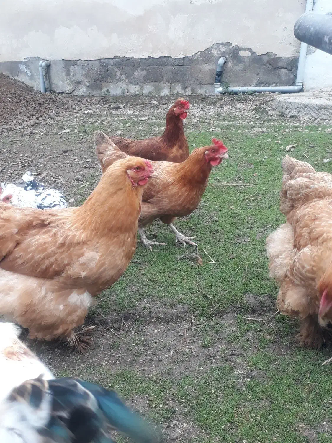 فروش مرغ امپراتور|حیوانات مزرعه|شاندرمن, |دیوار