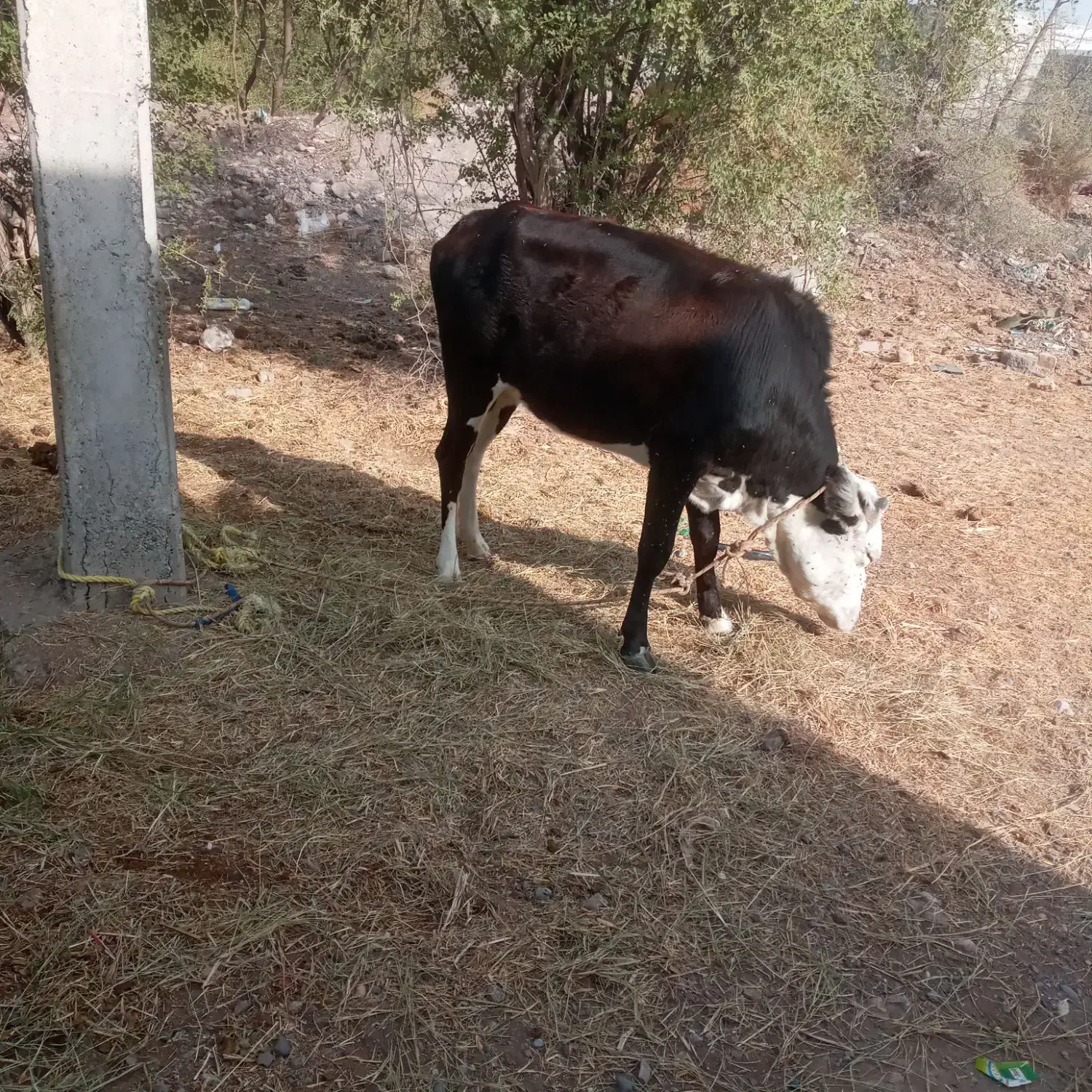 گوساله‌چاق‌داشتی‌گوشتی‌گاوجنس‌خوب‌بازدید‌راونگ|حیوانات مزرعه|میناب, |دیوار