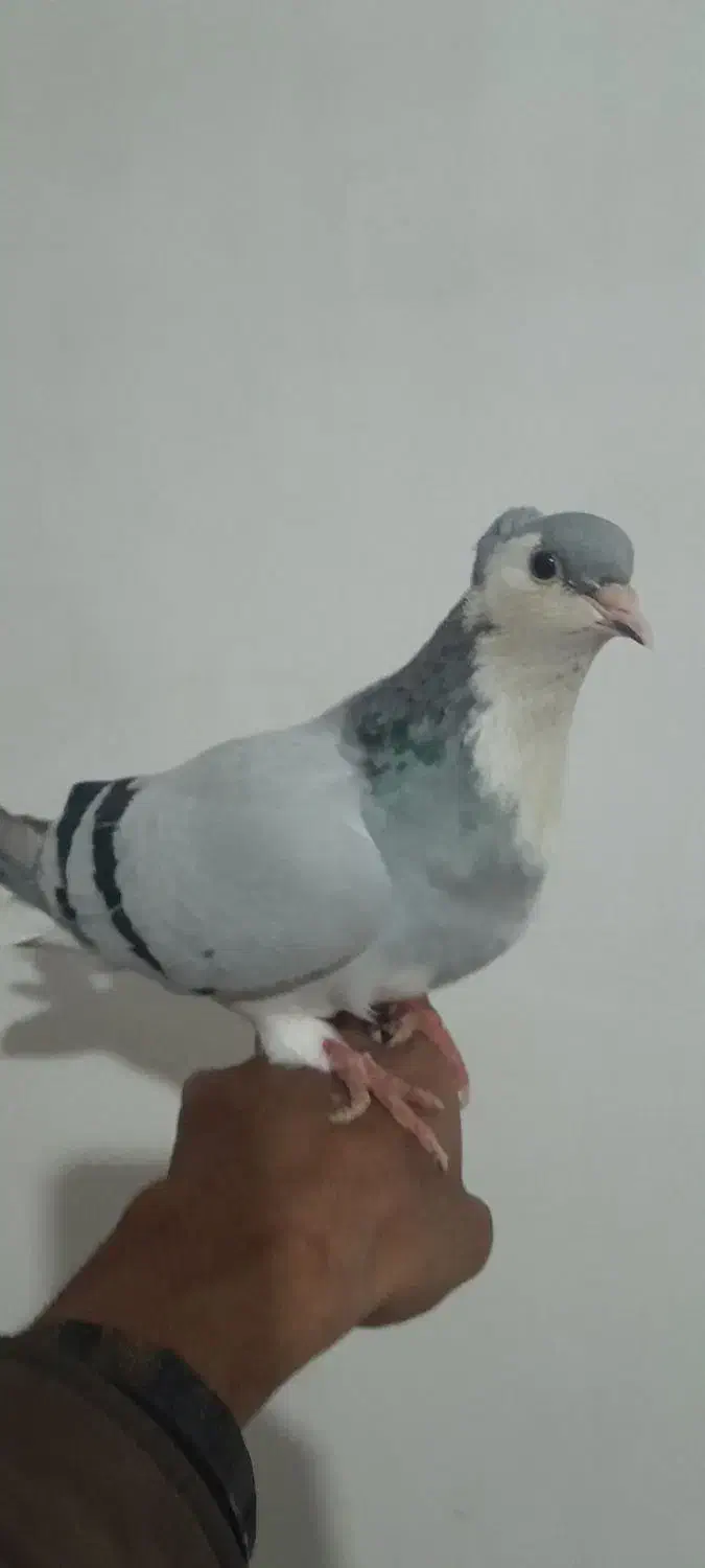 ساده سبزکاکل ماده|پرنده|تربتحیدریه, مسجد جامع|دیوار