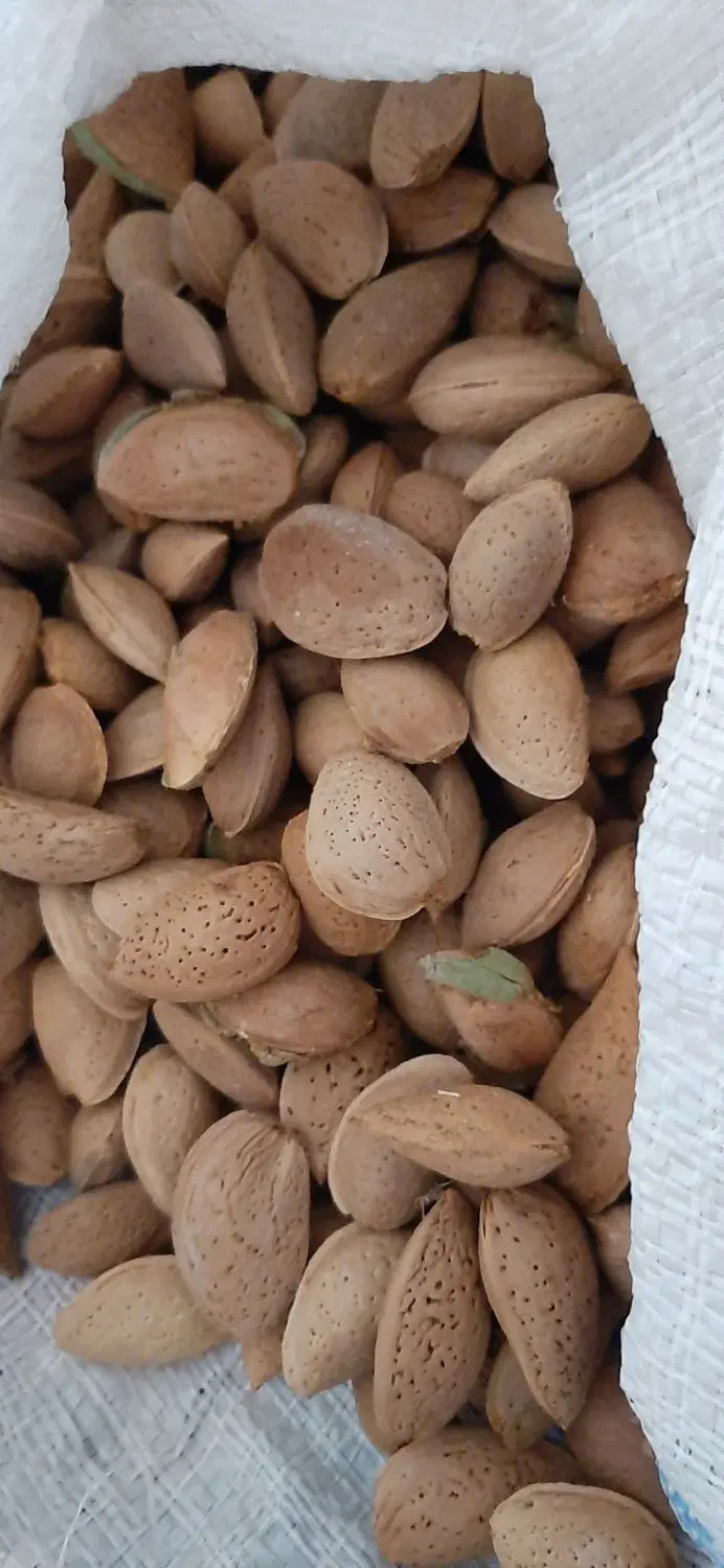 بادام سنگی خیس همدان|خوردنی و آشامیدنی|تهران, دبستان|دیوار