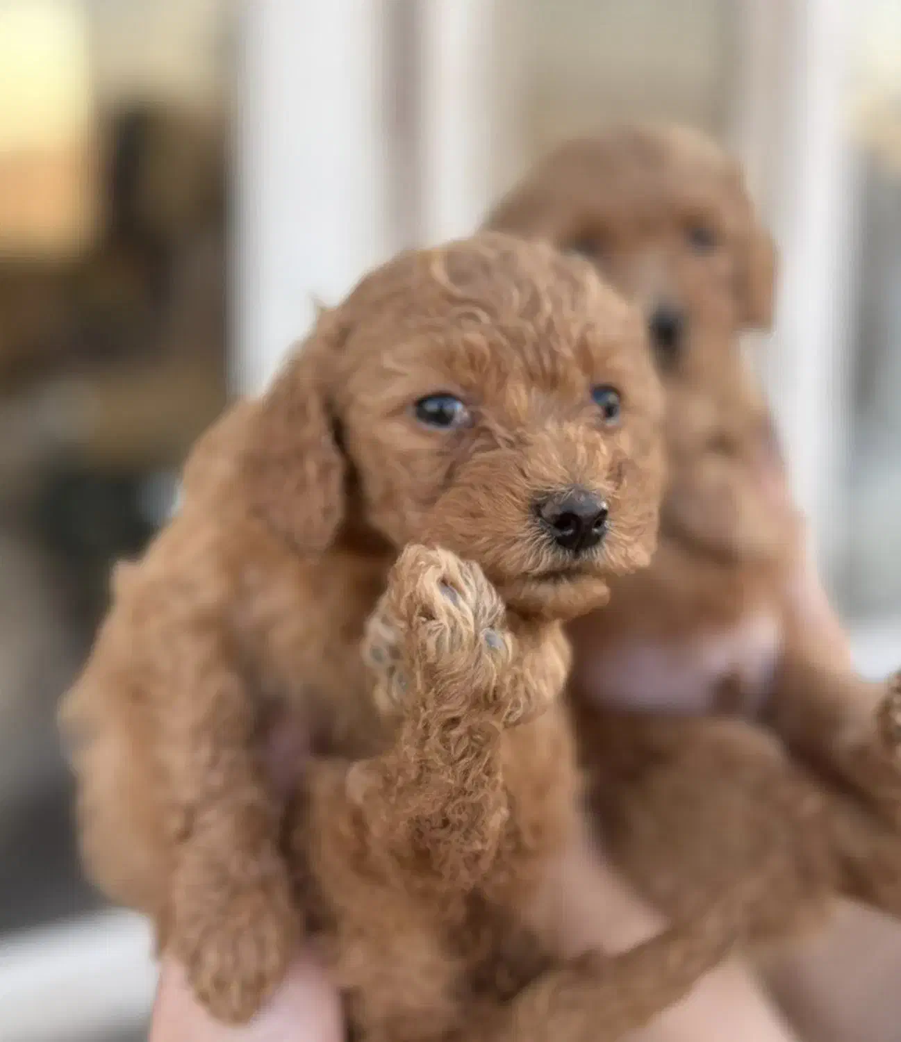 فروش توله دو ماهه ، پودل اصل|سگ|قزوین, |دیوار