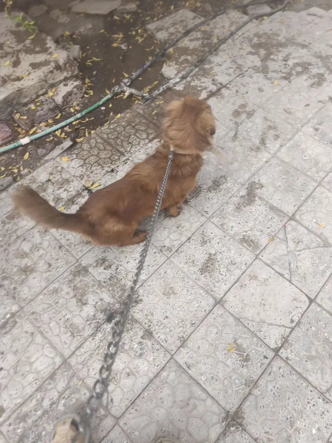 فروش|سگ|بم, |دیوار