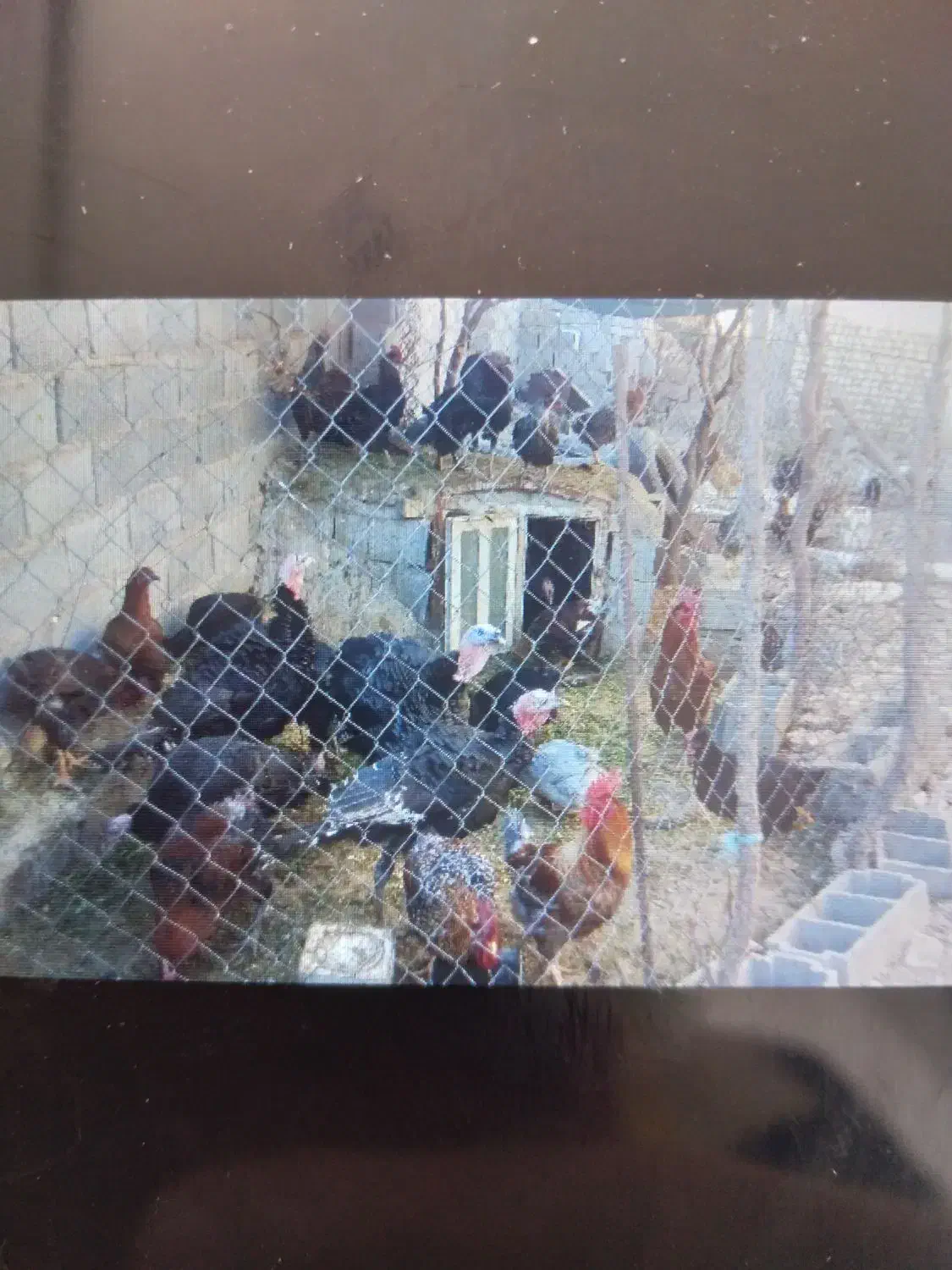 فروش بقلمون محلی وخروس محلی|حیوانات مزرعه|سرچهان, |دیوار