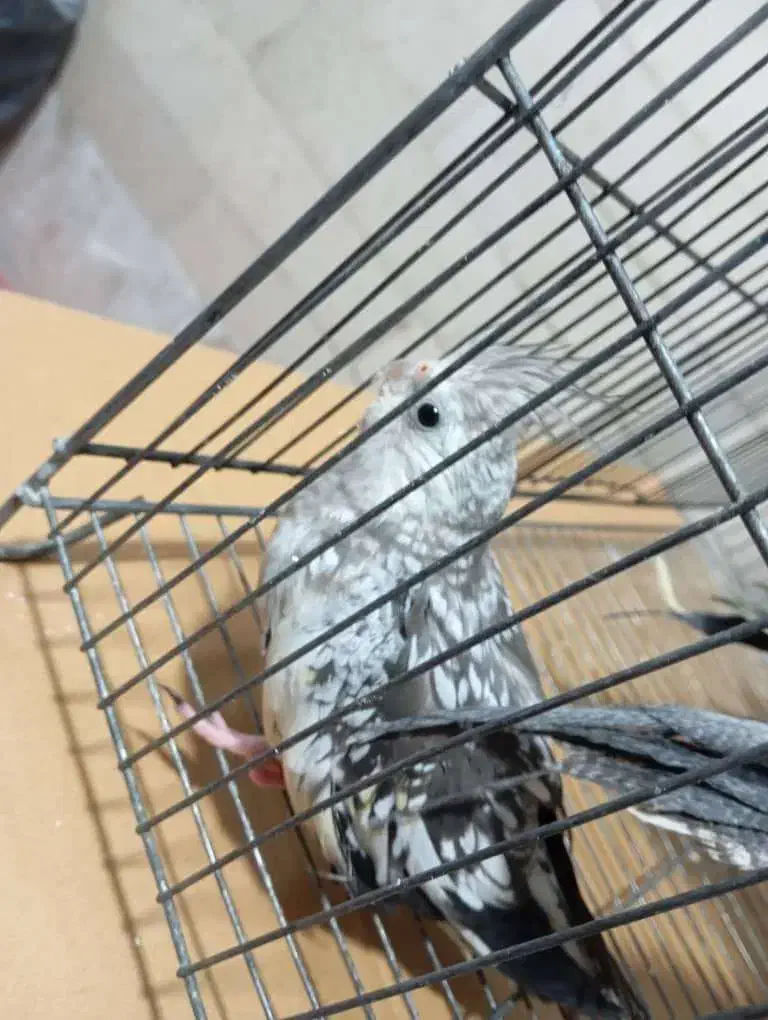 عروس هلندی|پرنده|ری, امین آباد|دیوار