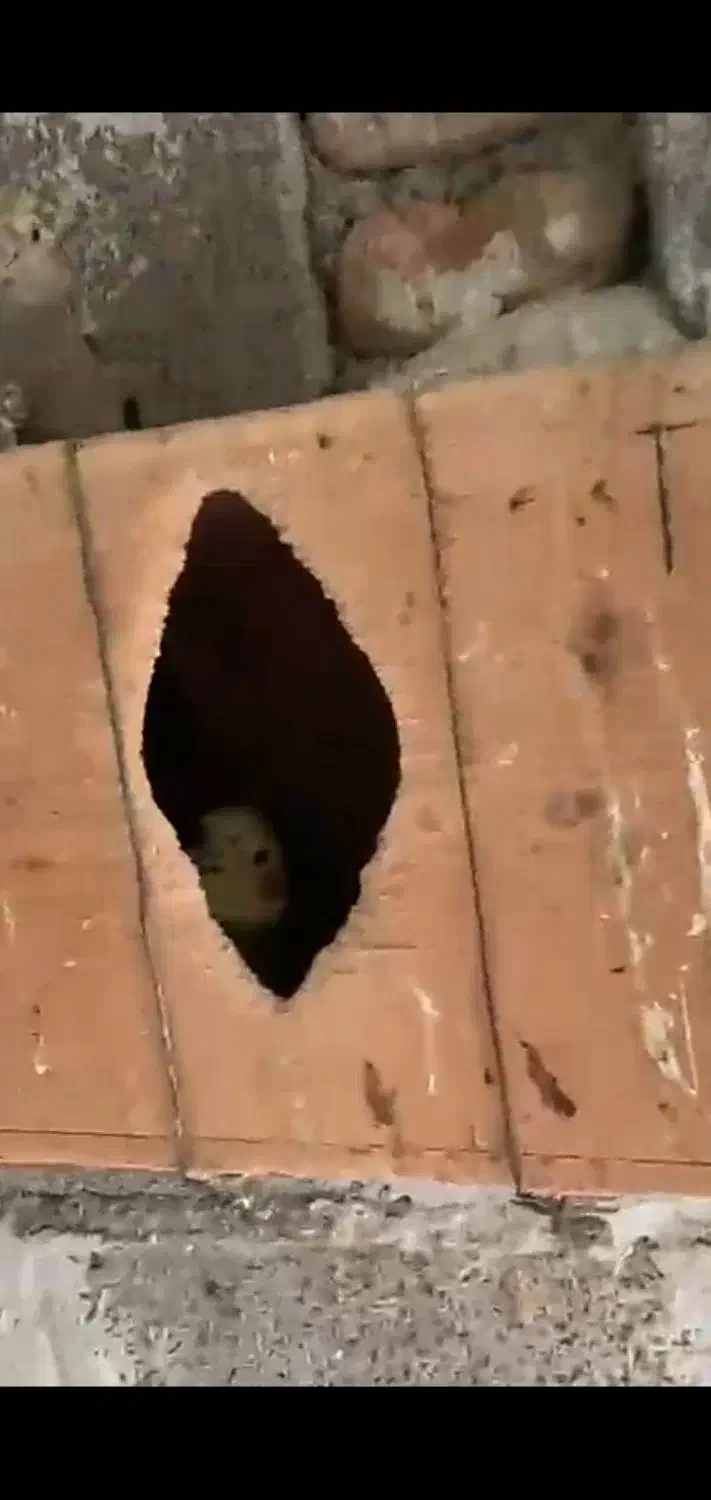 طوطی عروسو قفس مخصوص|پرنده|آمل, |دیوار