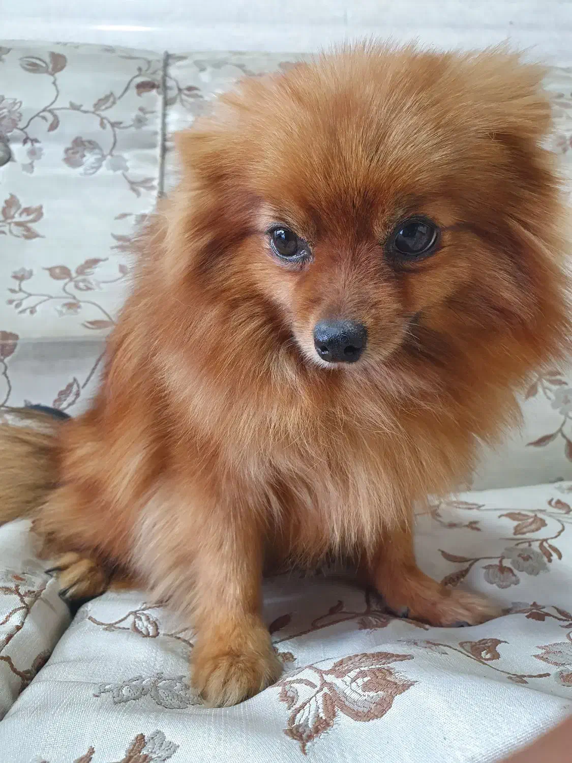 سگ پامر خرسی|سگ|سنندج, |دیوار