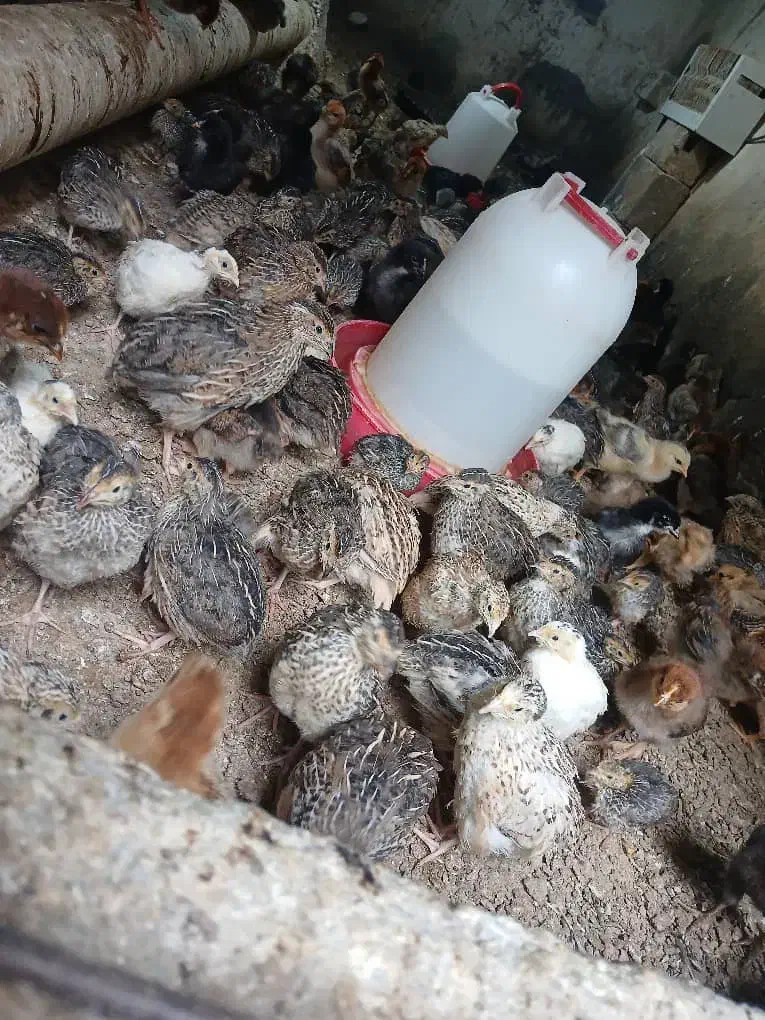 بلدرچین|پرنده|باوی, |دیوار