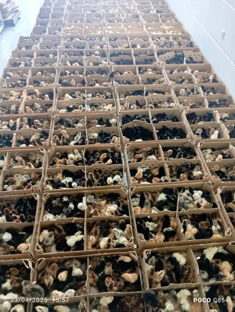 پخش جوجه یک روزه عمده+مشاوره رایگان پروش|حیوانات مزرعه|قم, علی آباد سعدگان|دیوار