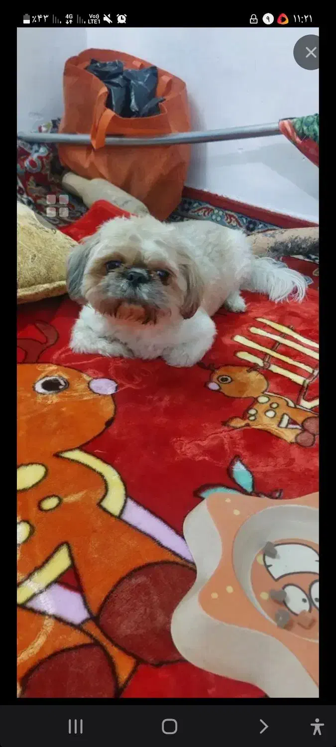 سگ نژاد پیکینیزوشیتزودرپاکدشت|سگ|پاکدشت, پاکدشت (مامازند)|دیوار