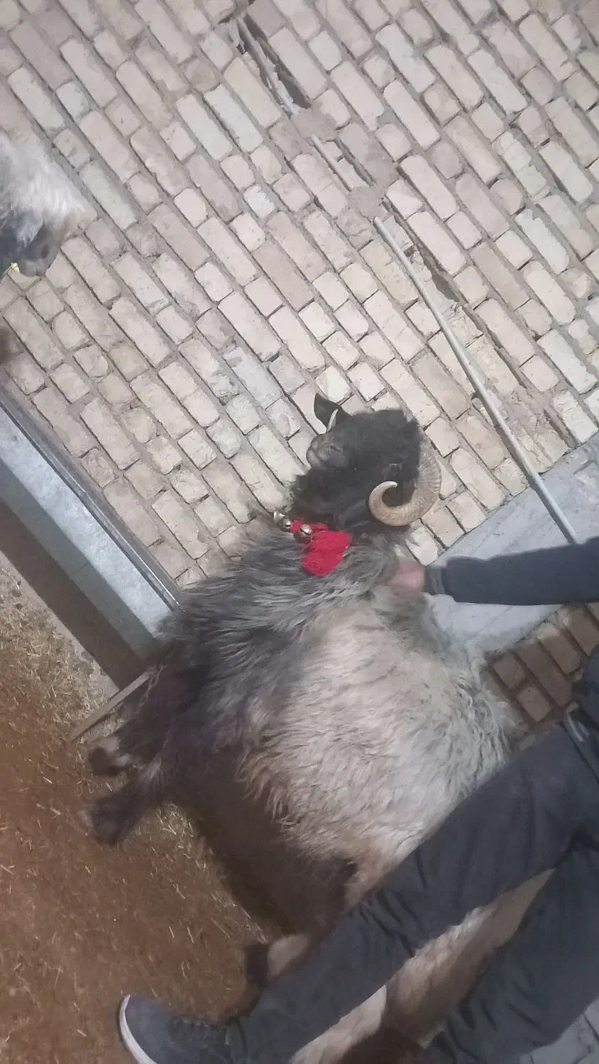 شیشک قوچ|حیوانات مزرعه|پادنا, |دیوار