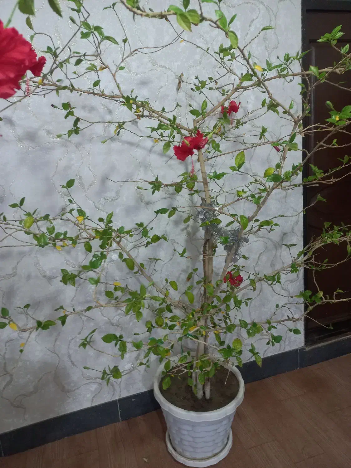 گل ختمی موقعیت قره ضیاءالدین|گل و گیاه طبیعی|قره ضیاالدین, |دیوار