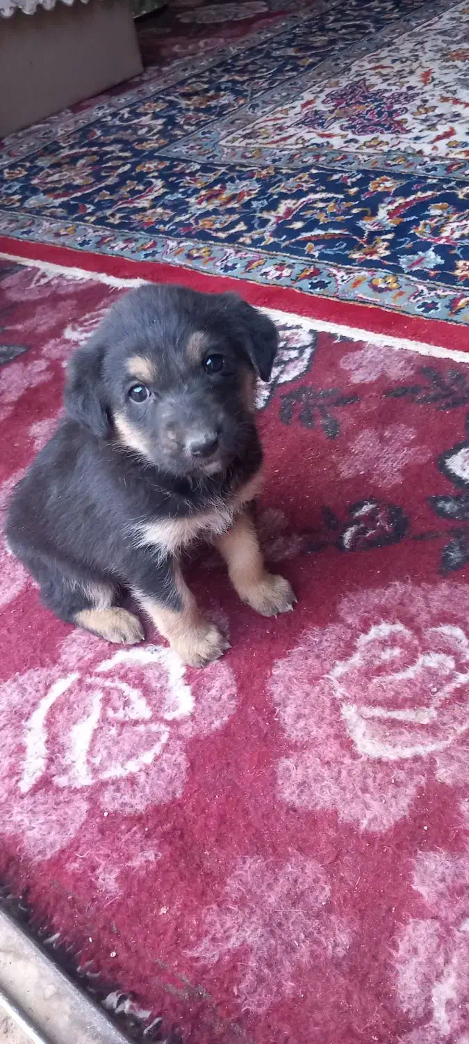 سک باعال سالم|سگ|زارچ, |دیوار