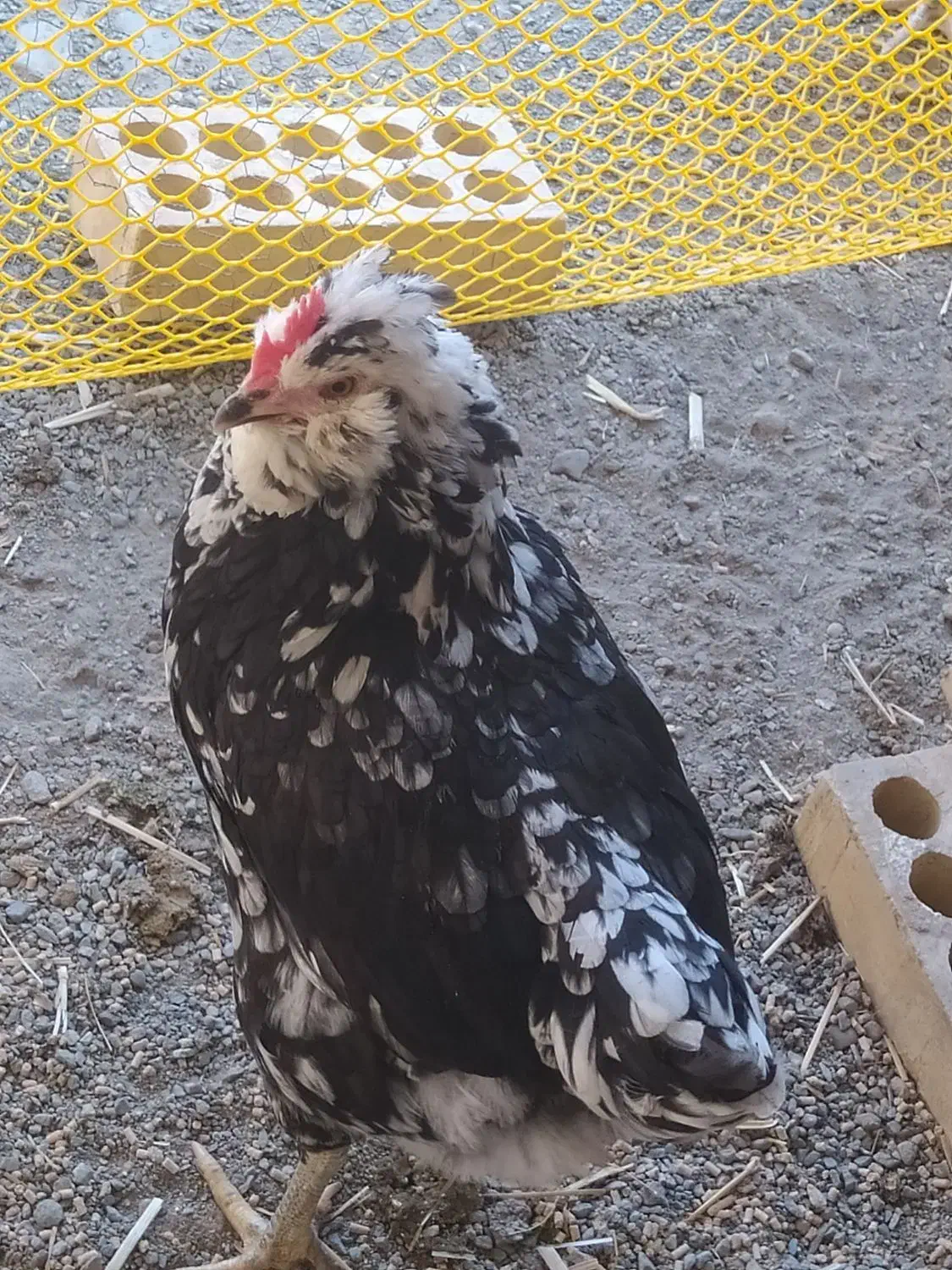 مرغ گلین با نیمچه گلین فروشی خروس هست مرغ گیر|حیوانات مزرعه|کهنوج, |دیوار