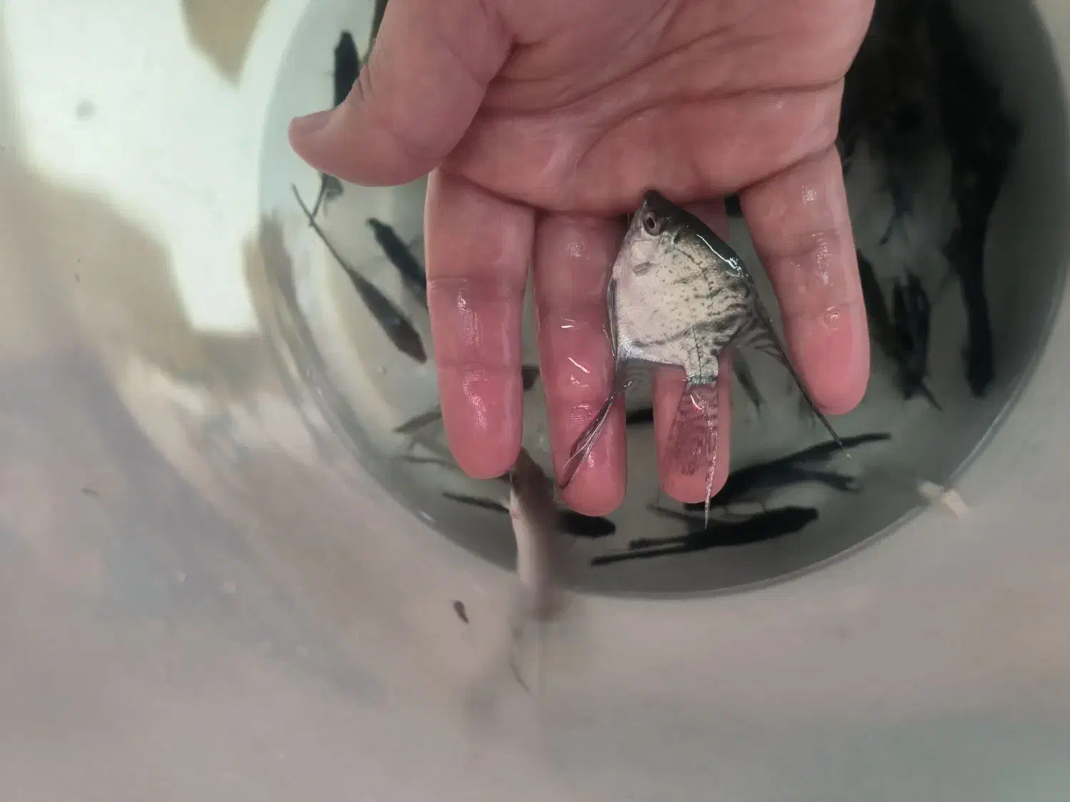 ماهی گلو فیش و انواع ماهی ولوازم|ماهی|شاهینشهر, فردوسی|دیوار