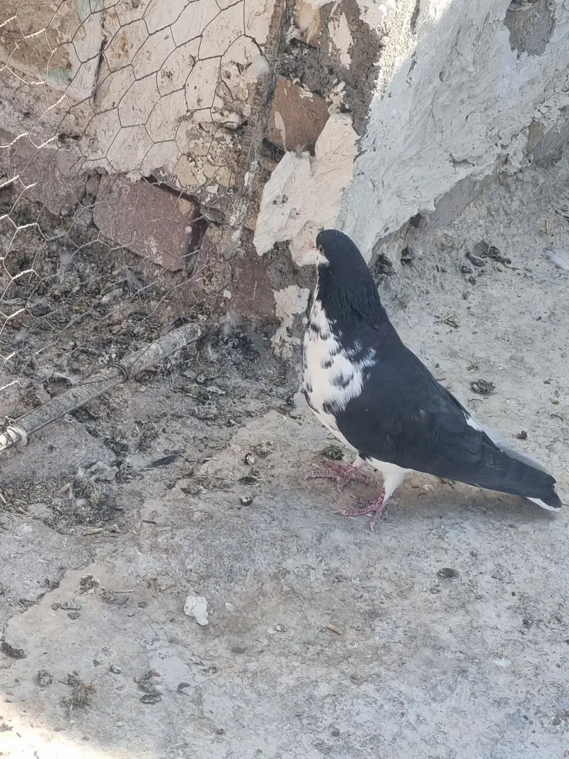 کبوتر|پرنده|زهک, |دیوار