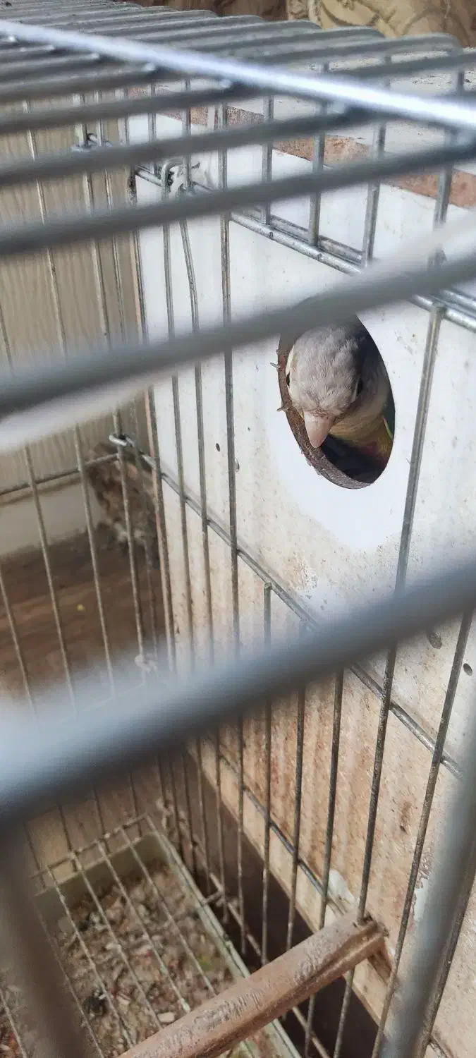 جفت مولد تضمینی گرینچیک آناناسی رد|پرنده|ملارد, |دیوار