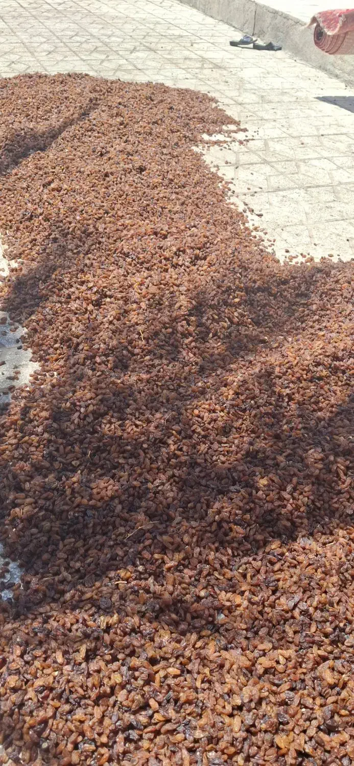 کشمش تازه امسالی درجه یک|خوردنی و آشامیدنی|گرگان, |دیوار