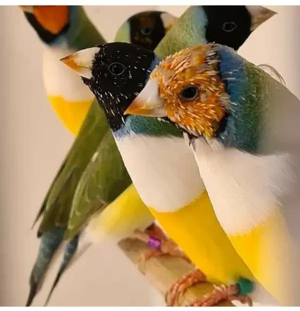 فنچ گلدین|پرنده|کرمان, |دیوار