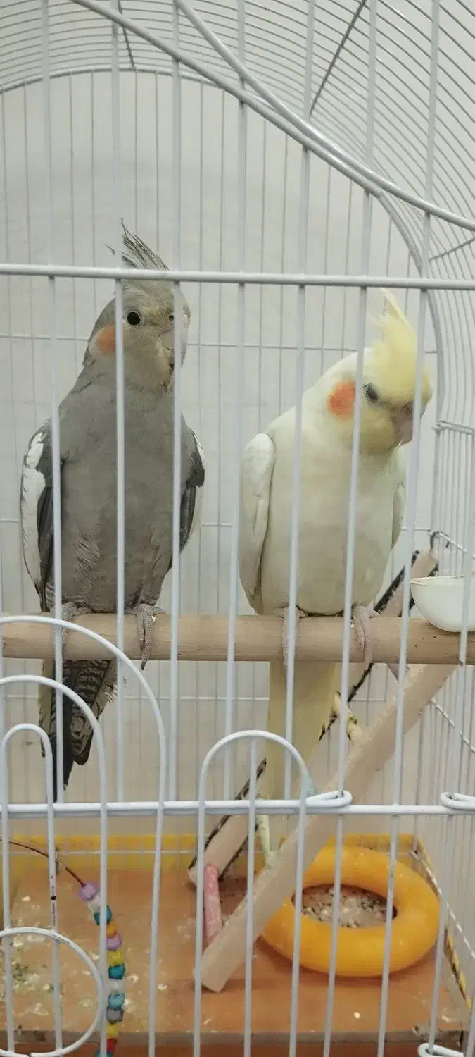 عروس هلندی|پرنده|ری, شهرک نظامی|دیوار