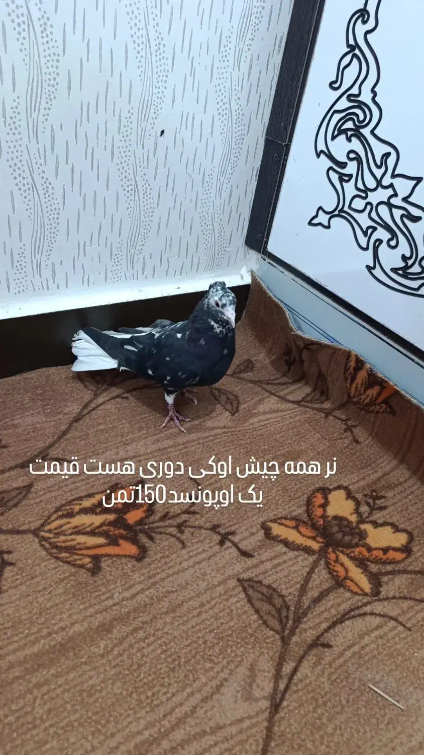 کبوتر برای فروش بازدیدسوسنگرد|پرنده|اهواز, کمپلو شمالی|دیوار
