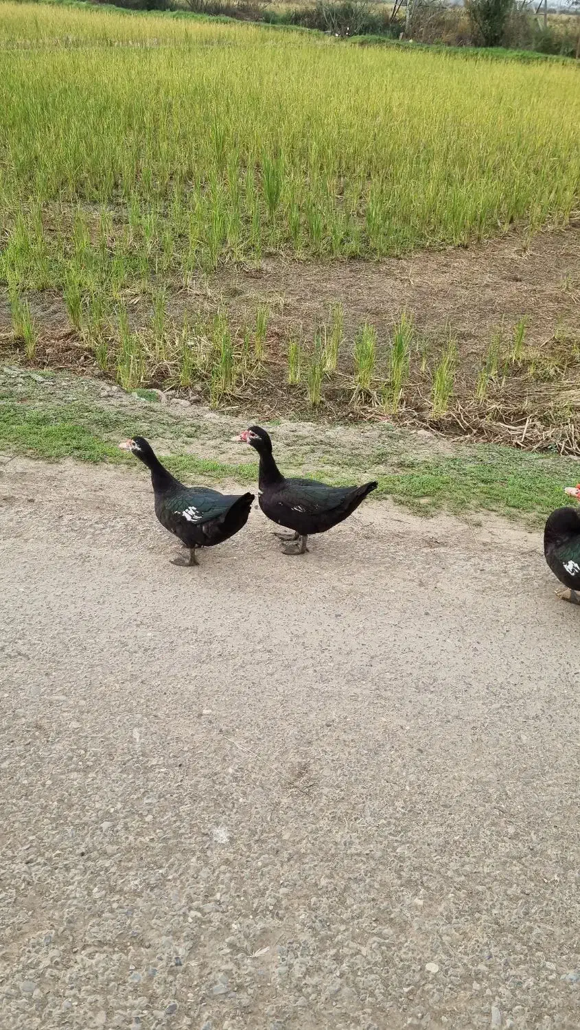 اردک اسرائلی|حیوانات مزرعه|املش, |دیوار