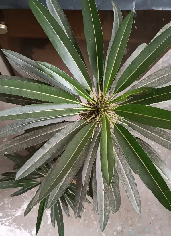 ماداگاسکار بزرگ و سه گل گندمی مخروطی|گل و گیاه طبیعی|ارومیه, |دیوار