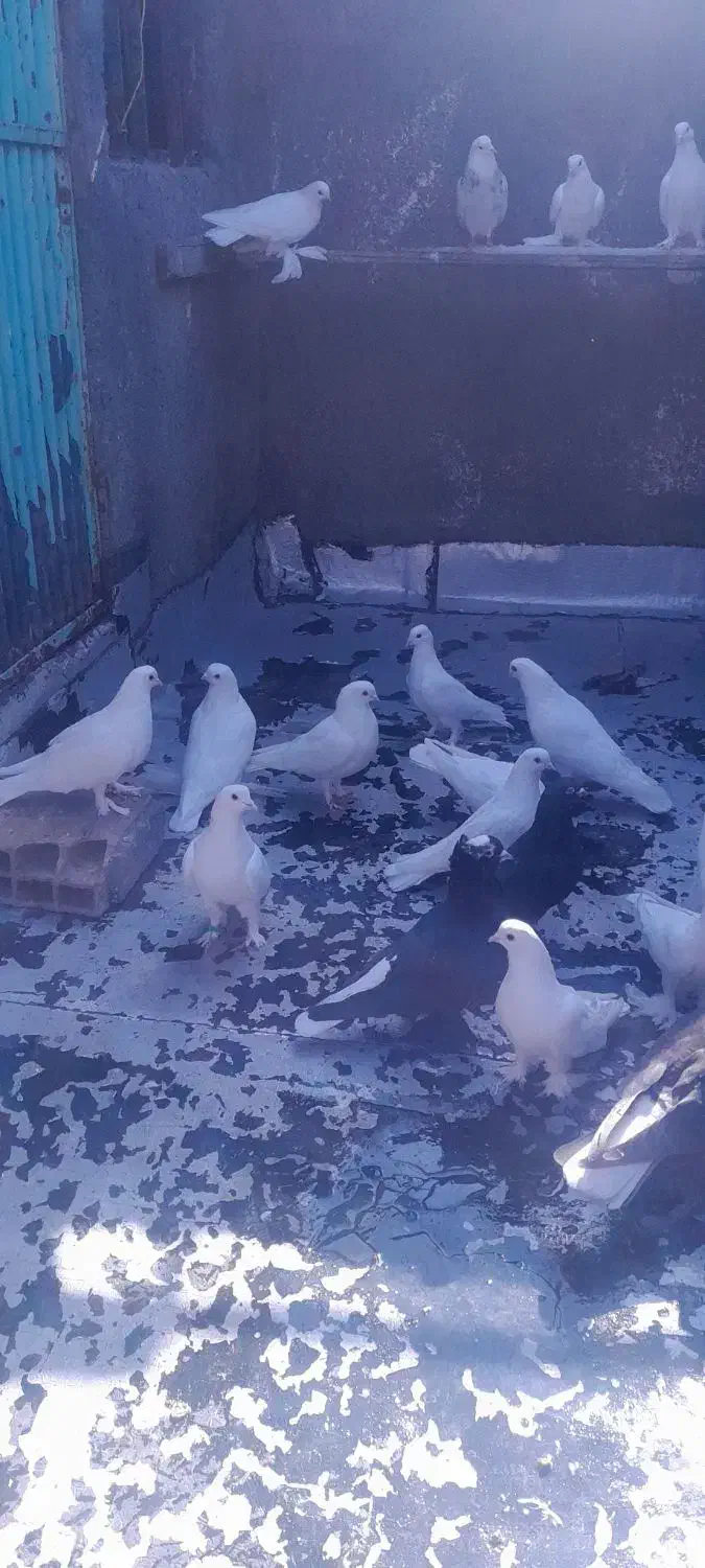 کفتر لانه|پرنده|تبریز, |دیوار