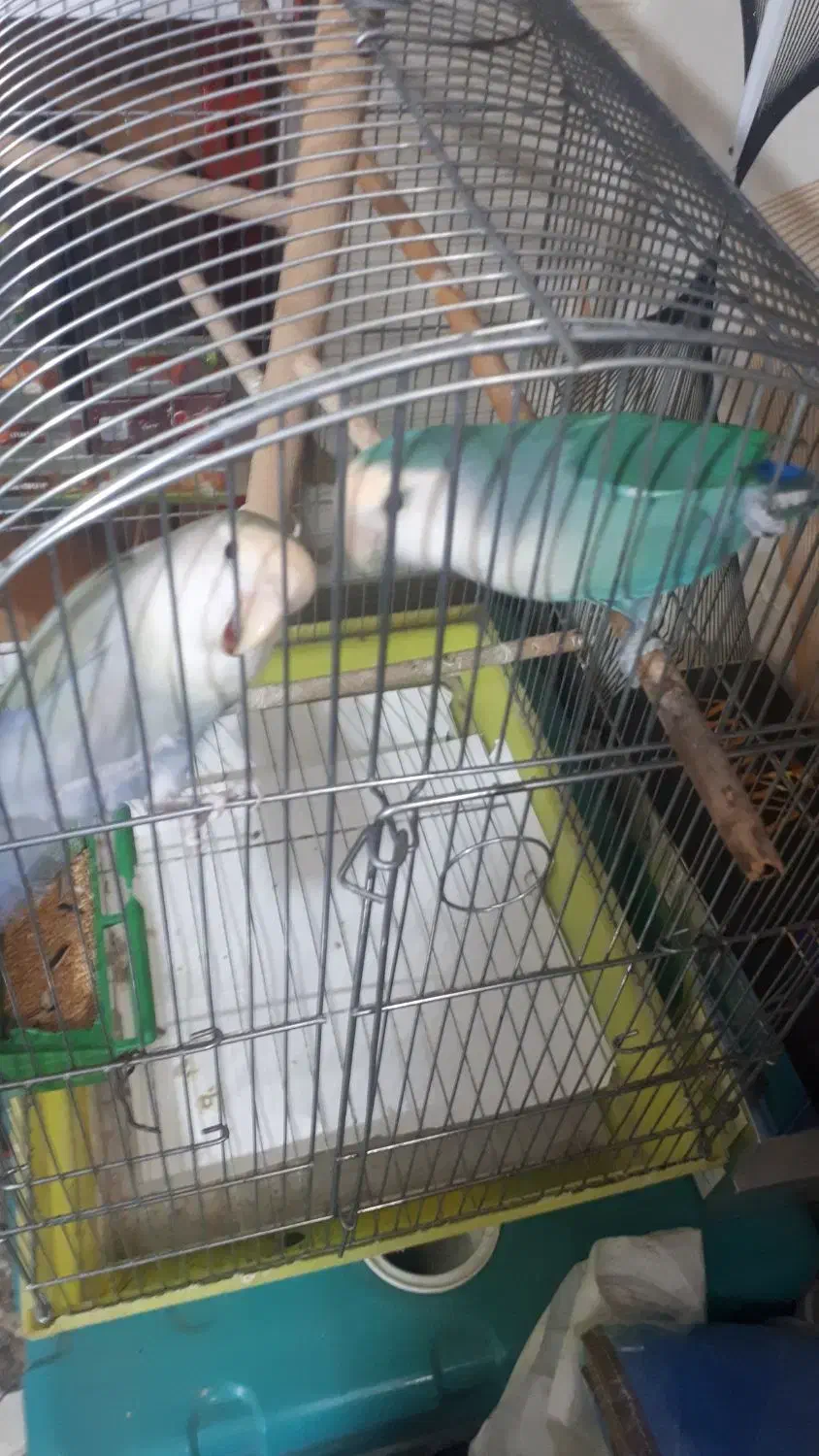 برزیلی با قفس|پرنده|ملارد, |دیوار