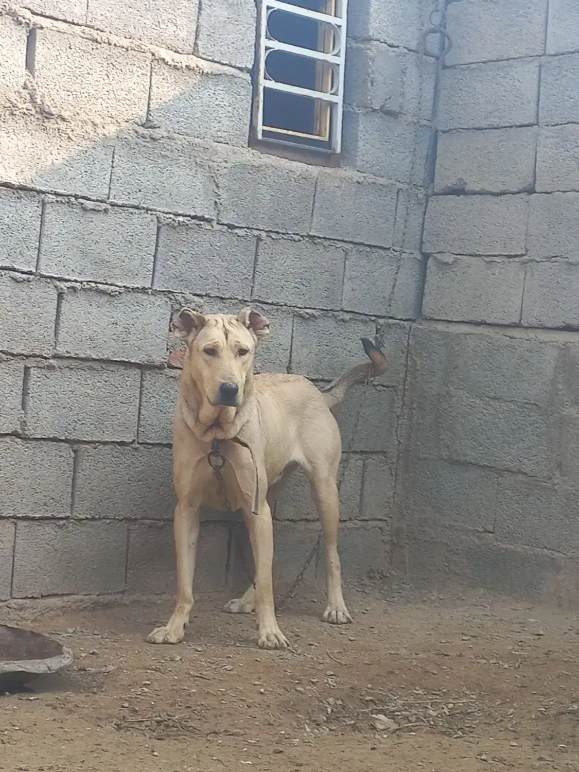 سگ ماده|سگ|بناب, |دیوار