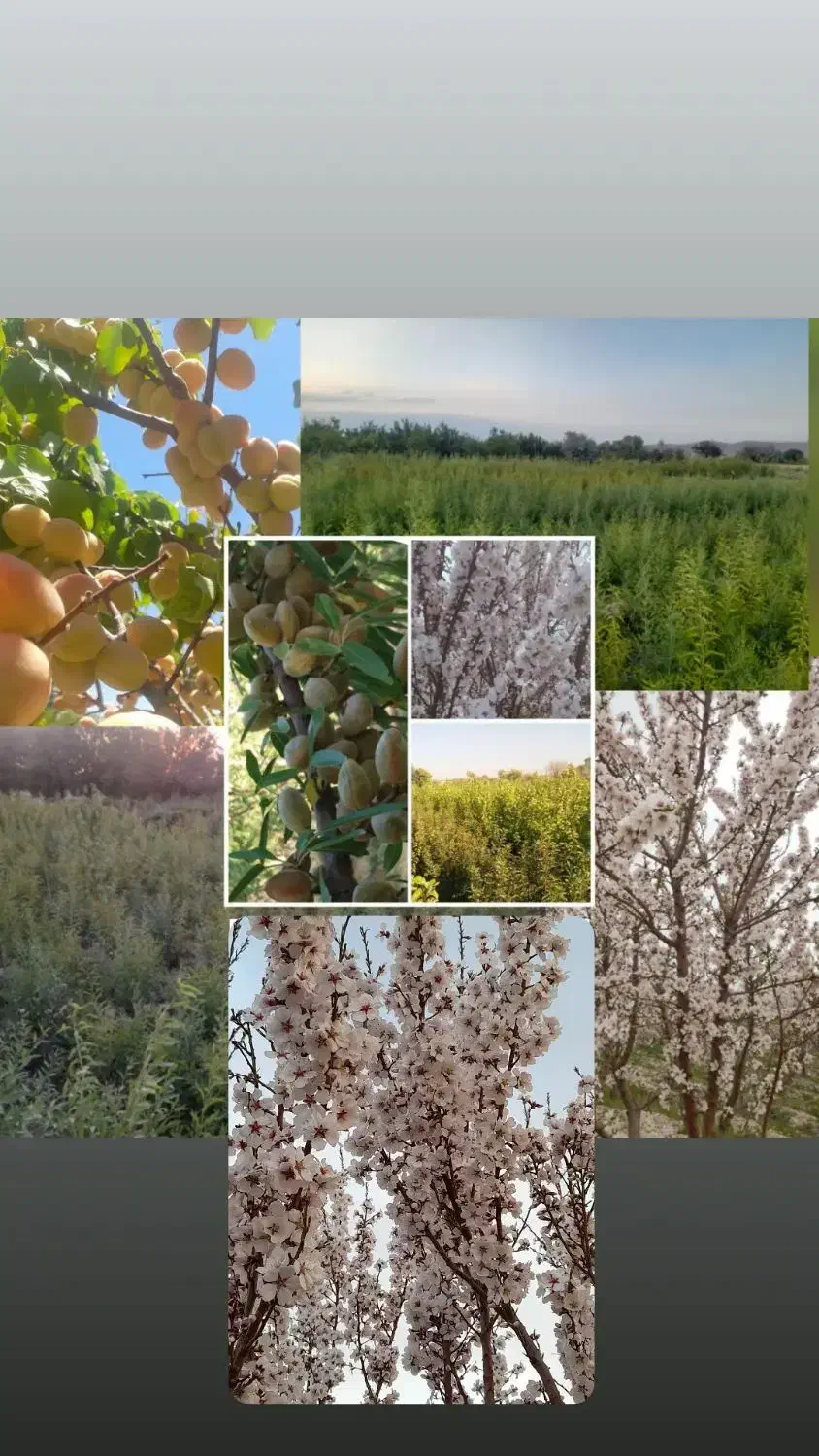 نهال پربازده|خدمات باغبانی و درختکاری|خسروشاه, |دیوار