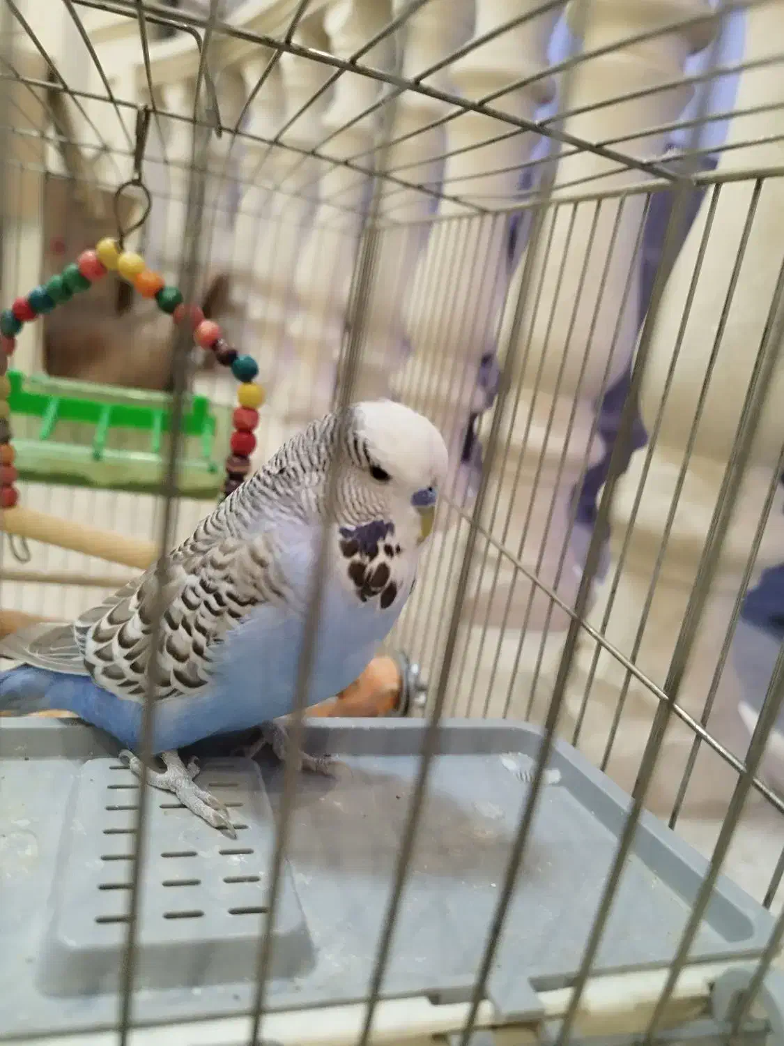 جفت مرغ عشق اینگلیسی مولد|پرنده|اندیشه, اندیشه فاز ۵|دیوار