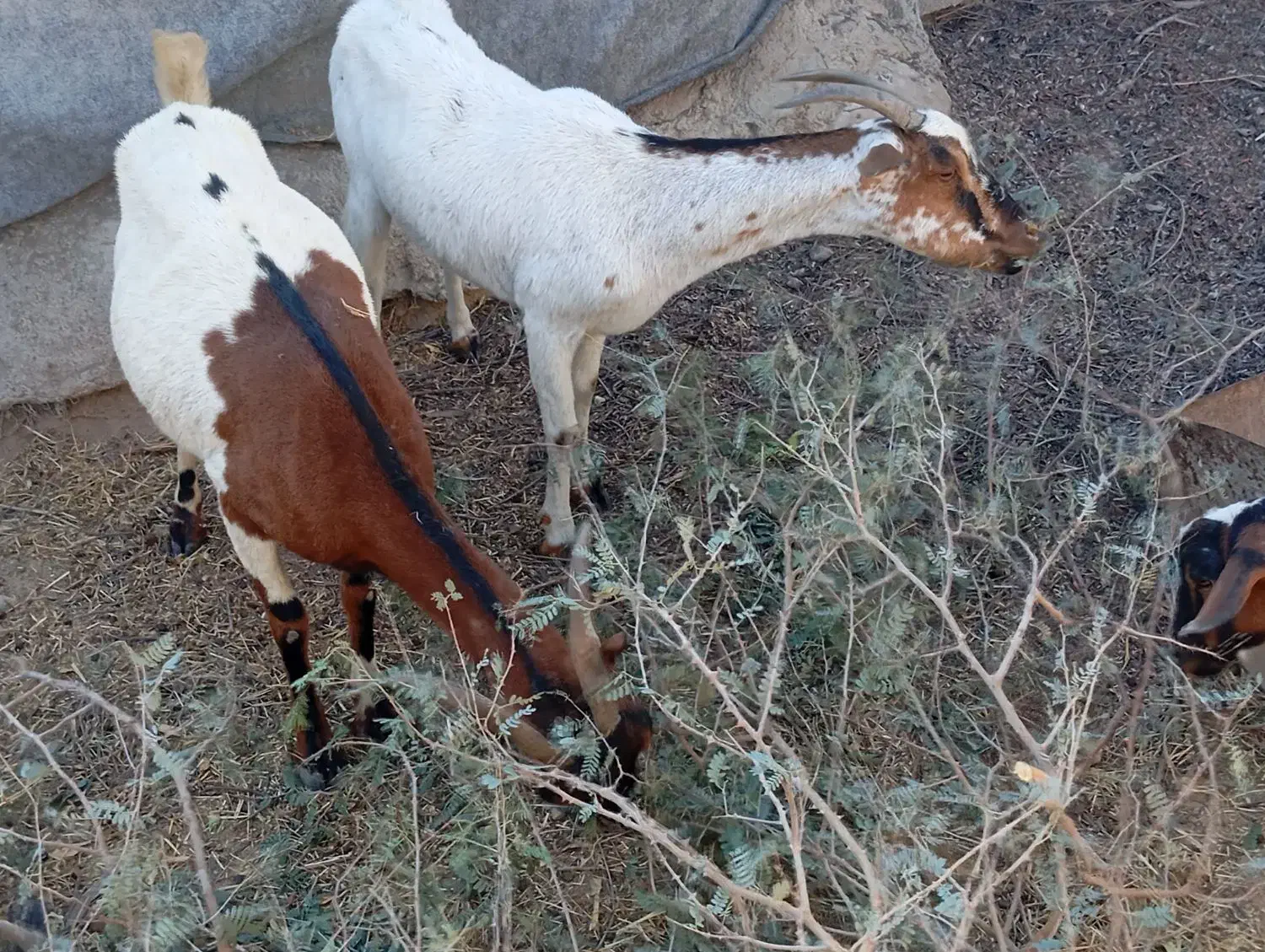 بز نزار چاق بره کهره چاق گوسفند|حیوانات مزرعه|بندرعباس, |دیوار