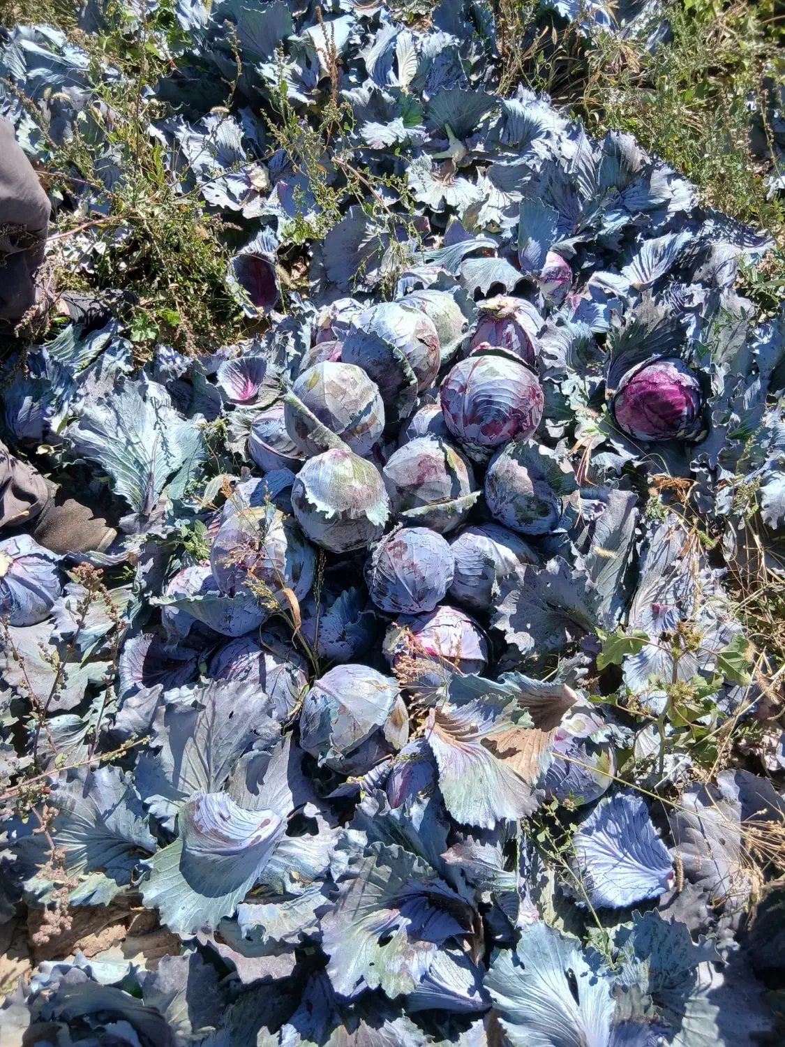 کلم برگ|گل و گیاه طبیعی|اهر, |دیوار