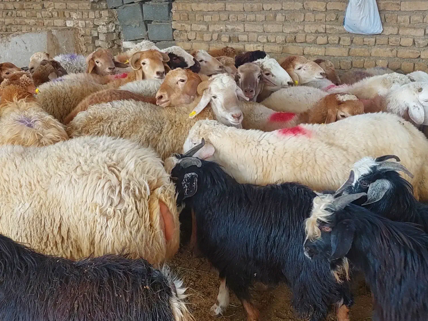 وزن حضور مشتری باسکول دقیق زیرنظربازراس|حیوانات مزرعه|مشهد, کشاورز|دیوار