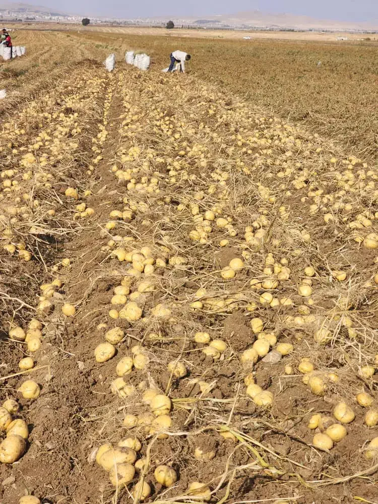 سیب زمینی بذری|گل و گیاه طبیعی|شهرکرد, |دیوار