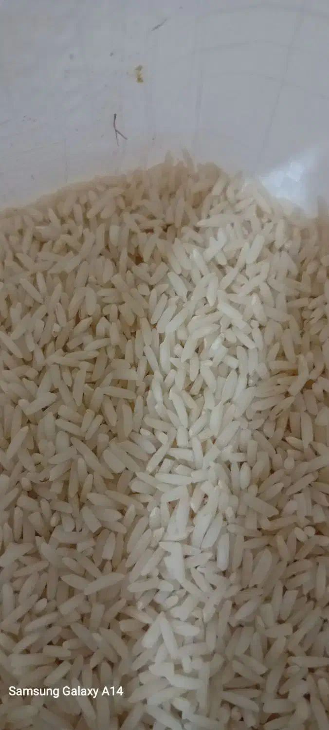 برنج هاشمی درشت دانه|خوردنی و آشامیدنی|آستانه اشرفیه, |دیوار