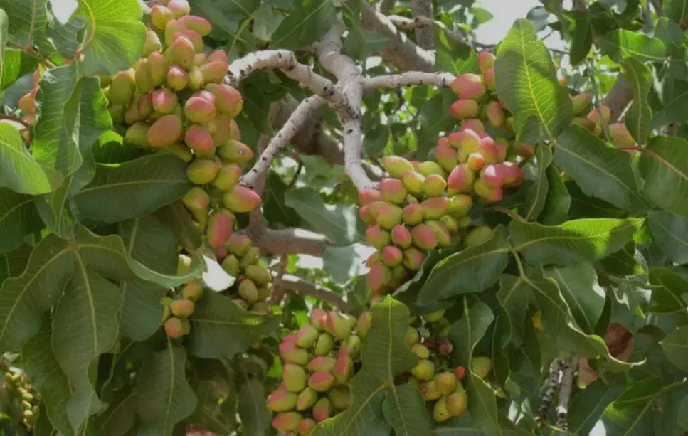 پر فروش ترین کود ارگانیک|خدمات باغبانی و درختکاری|رفسنجان, |دیوار