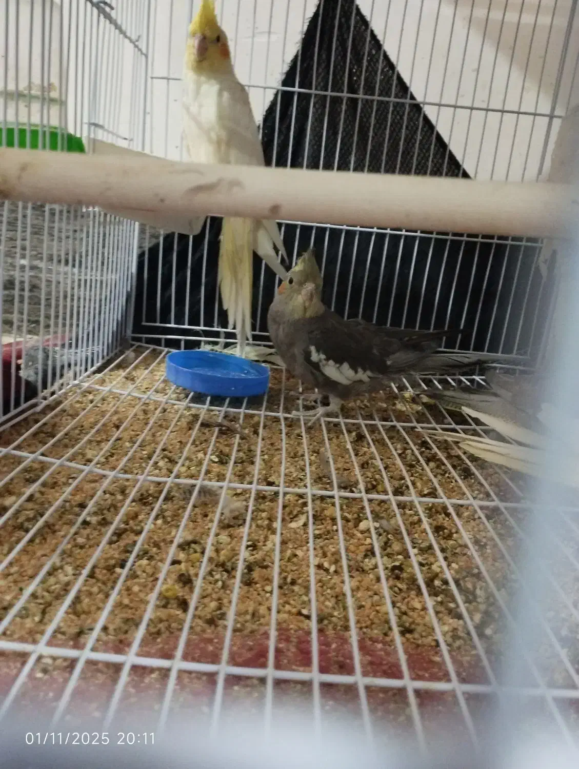 عروس هلندی لوتینو و خاکستری و ابلق|پرنده|سلامی, |دیوار