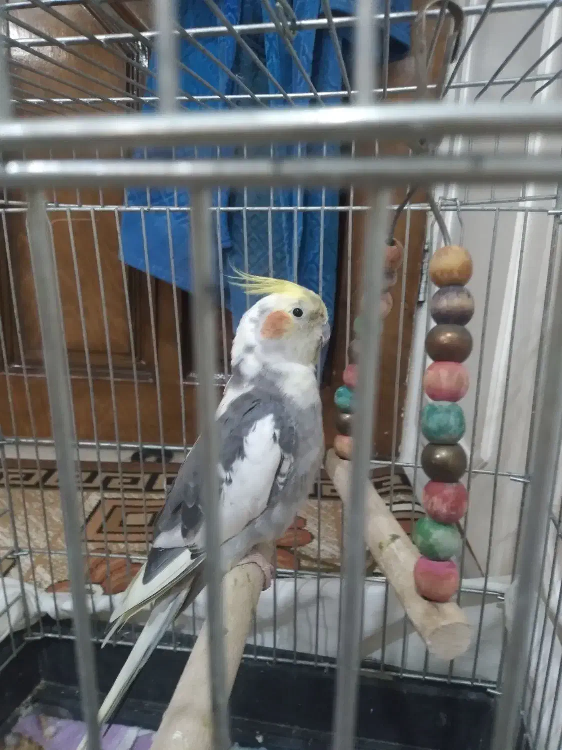 با قفس  قیمت یک کلام ا میلیون چهار کلمه حرف می زنه|پرنده|زالیان, |دیوار