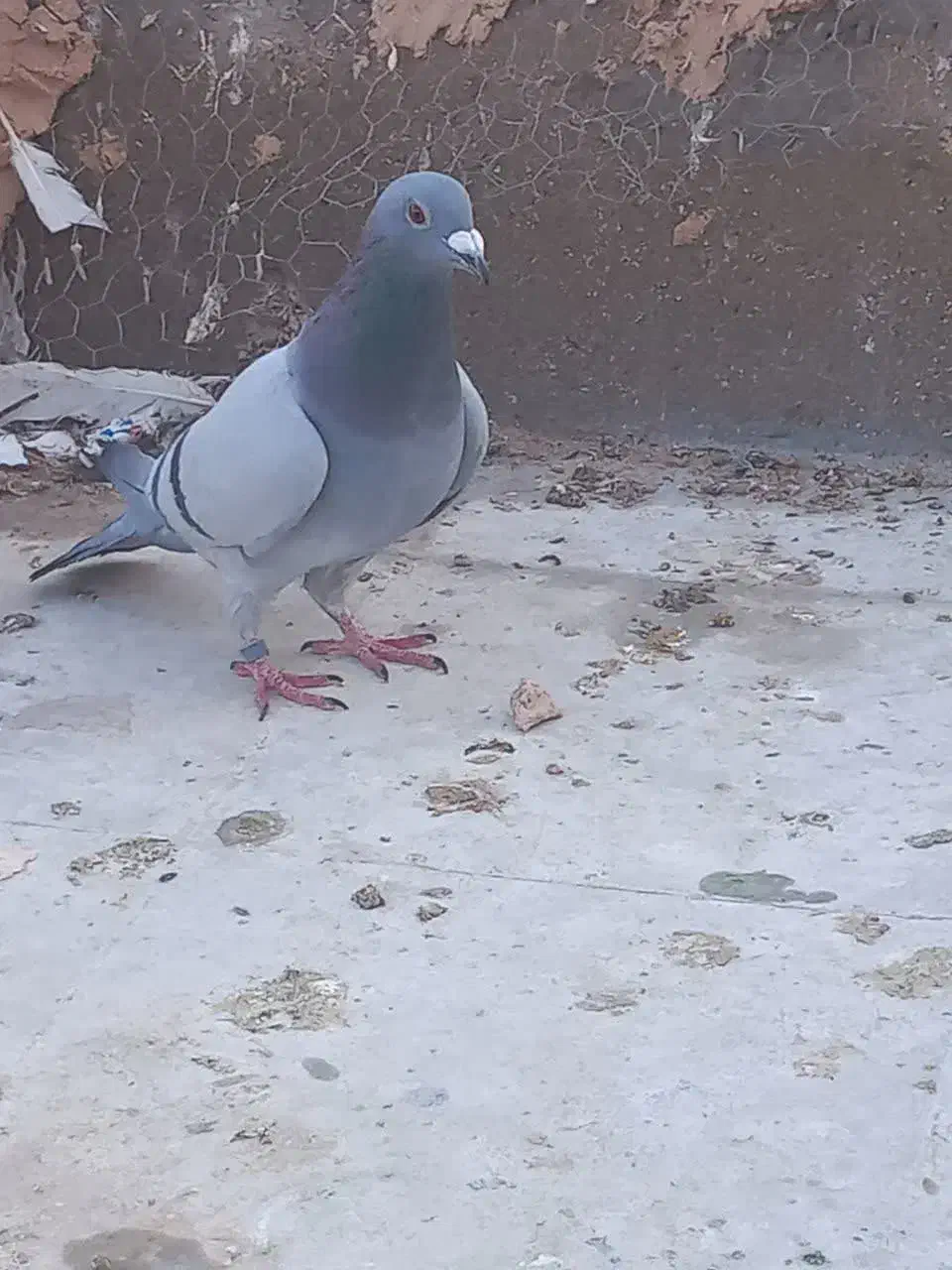 کبوتر|پرنده|یزد, |دیوار