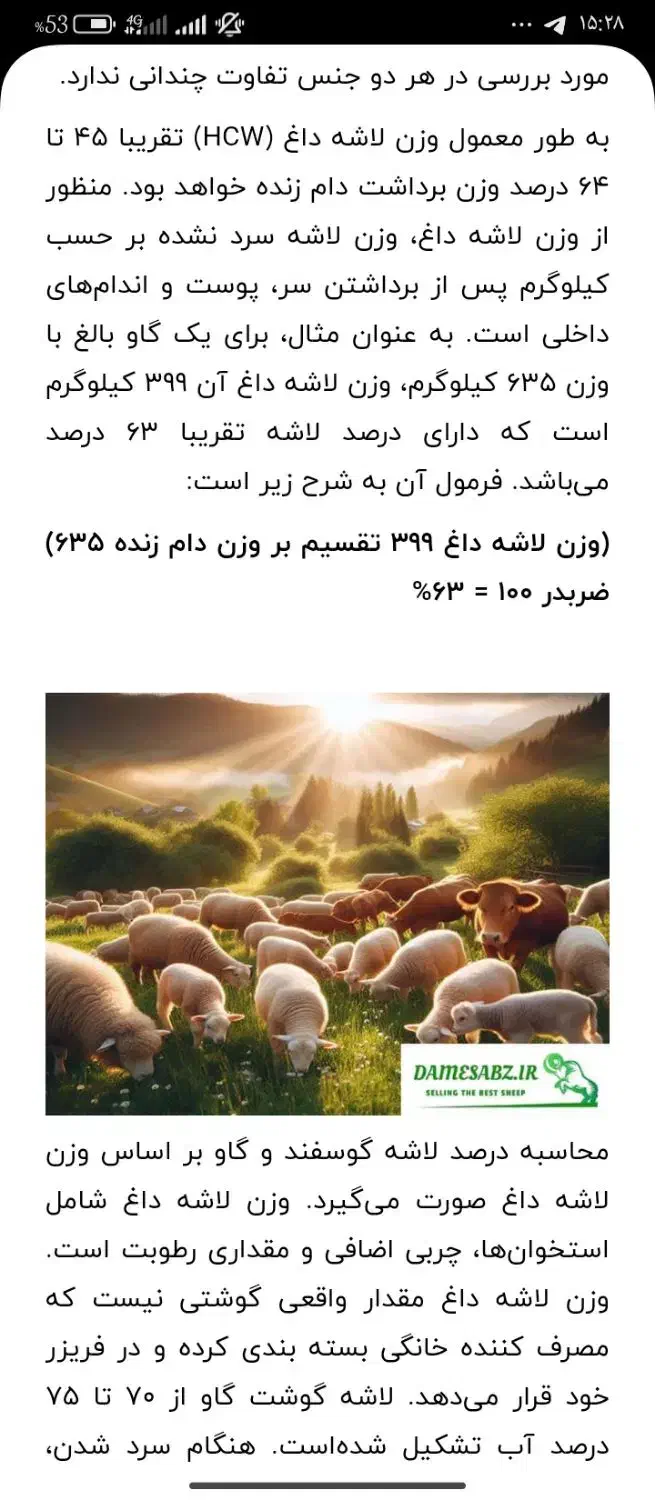 پی کی باگوسفند|خودرو سواری و وانت|درمیان, |دیوار