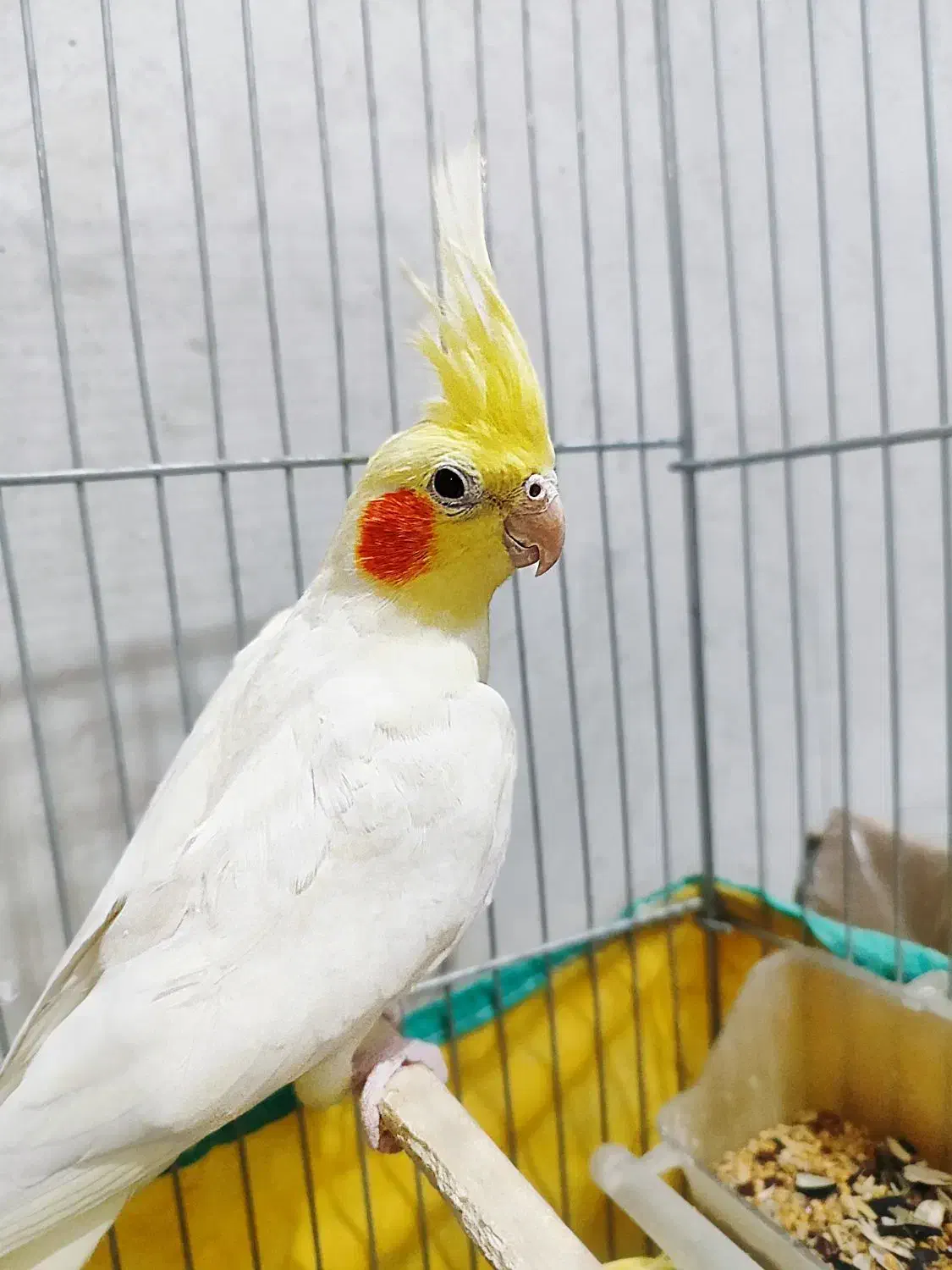 عروس هلندی|پرنده|سیرجان, |دیوار