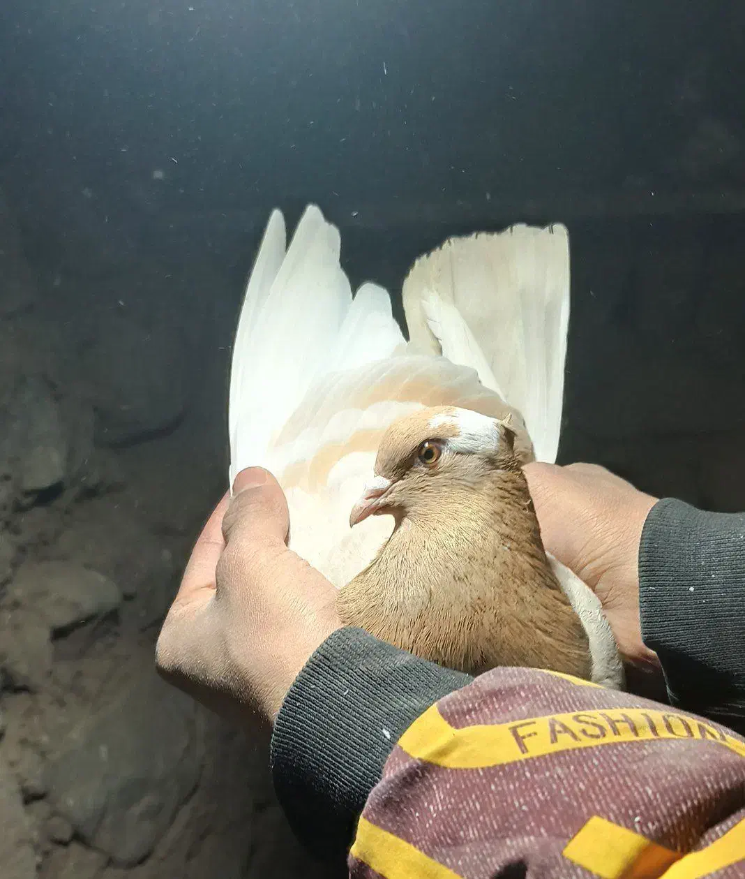 کفتر پرشی|پرنده|هشتگرد, فاز ۱ مهستان|دیوار