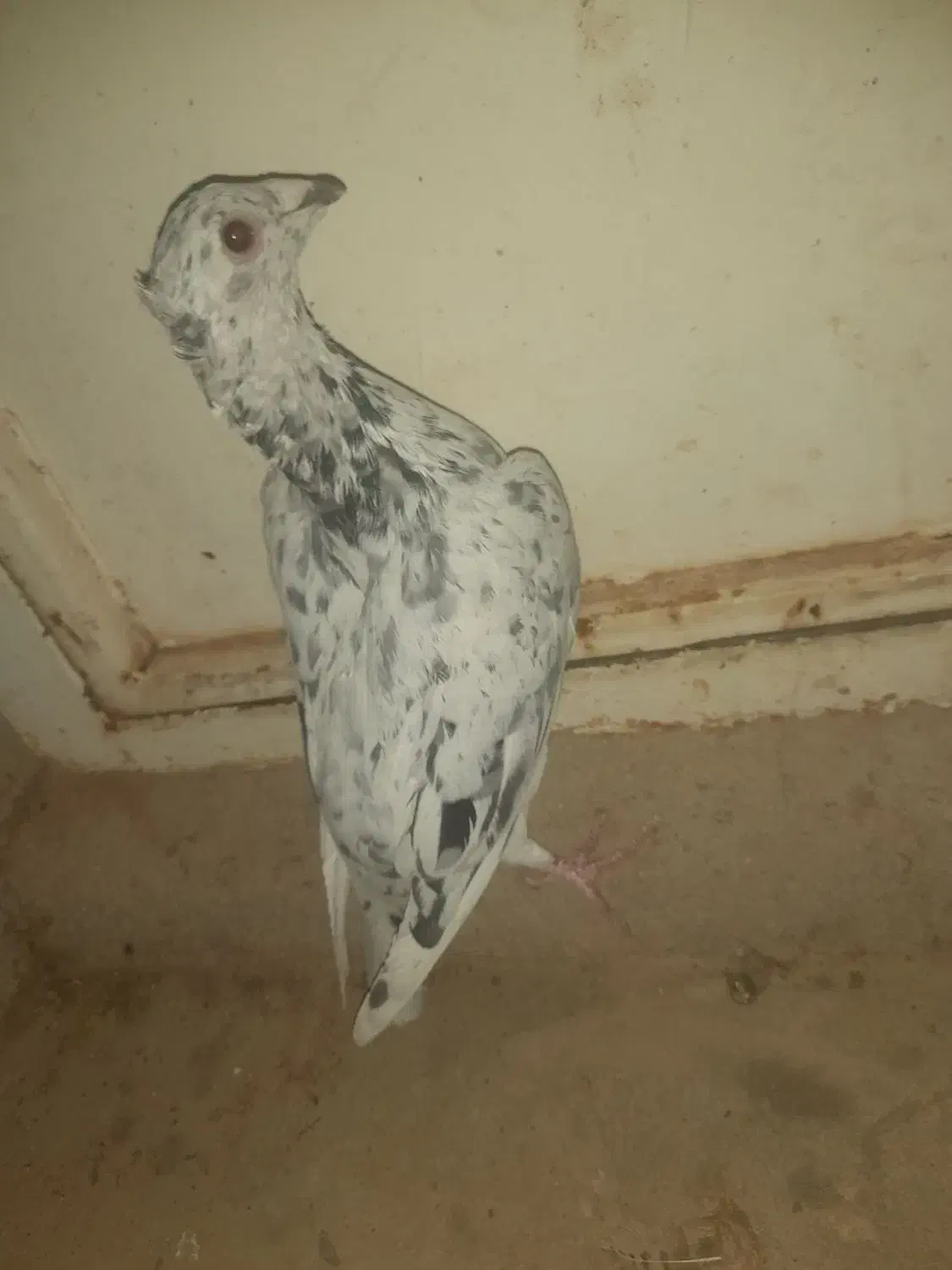 یک عدد سار کاکلی نر|پرنده|آیسک, |دیوار