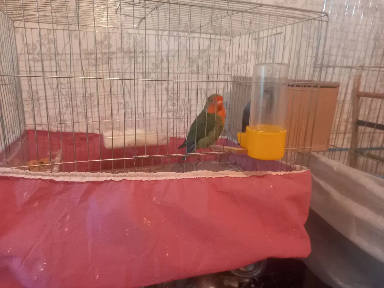 طوطی برزیلی|پرنده|کوهدشت, |دیوار