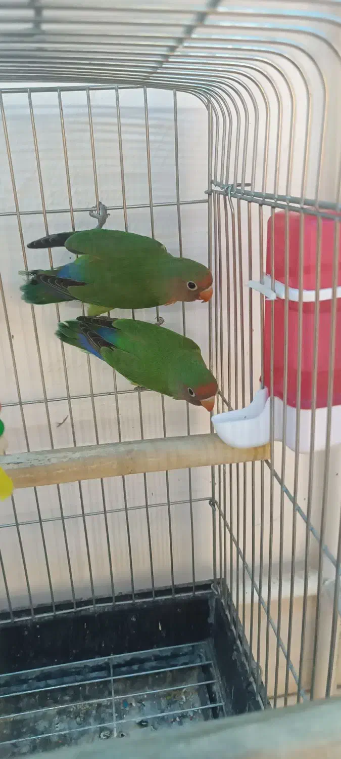 کوتوله برزیلی|پرنده|چالوس, |دیوار